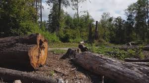 Best Commercial Tree Services  in Palos Hls, IL