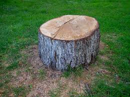 Best Hazardous Tree Removal  in Palos Hls, IL
