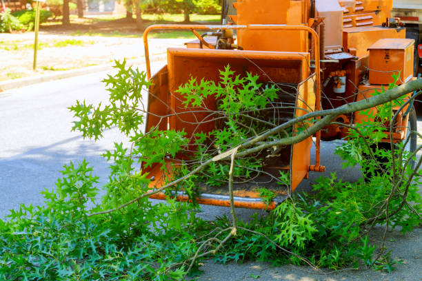 Best Tree Trimming and Pruning  in Palos Hls, IL