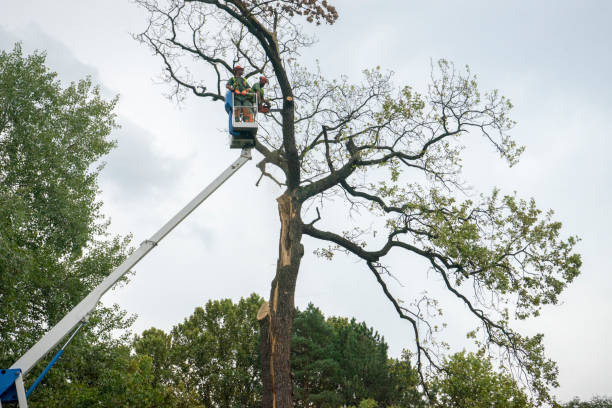 Best Emergency Tree Removal  in Palos Hls, IL
