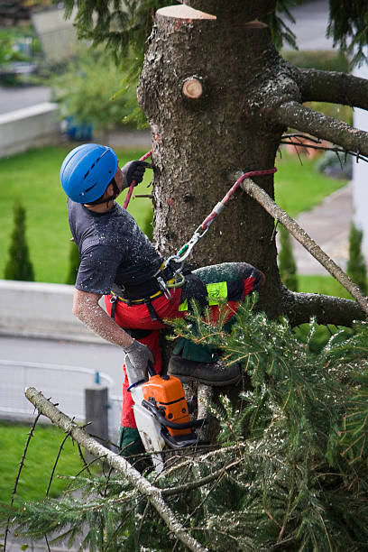 Trusted Palos Hills, IL Tree Services Experts