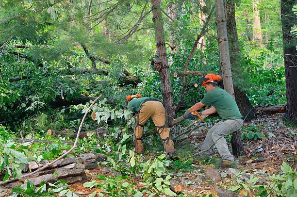 Best Fruit Tree Pruning  in Palos Hls, IL