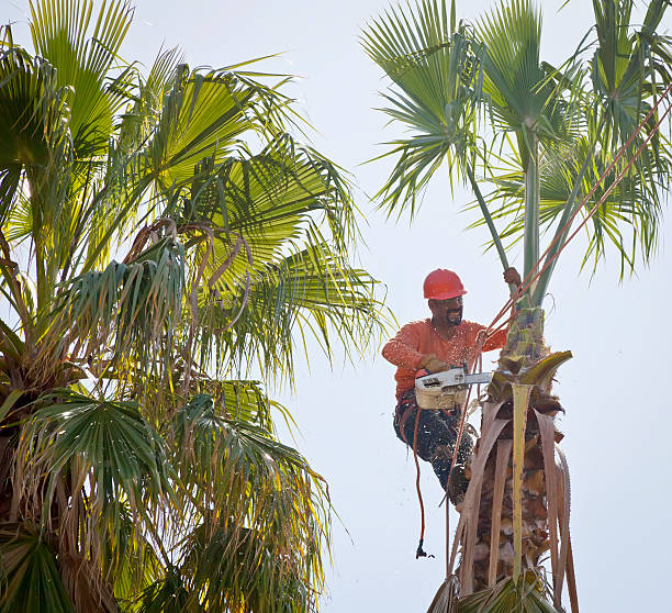 Best Tree Mulching  in Palos Hls, IL