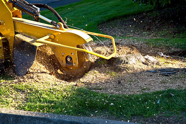 Lawn Maintenance Plans in Palos Hills, IL