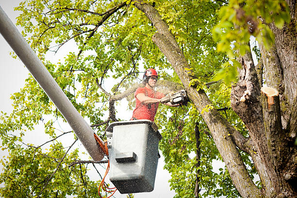Best Arborist Consultation Services  in Palos Hls, IL