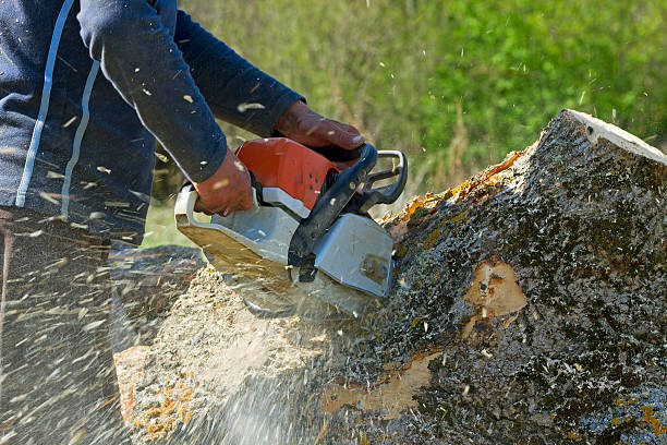 Best Lawn Disease Treatment  in Palos Hls, IL