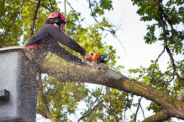 Best Lawn Renovation and Restoration  in Palos Hls, IL