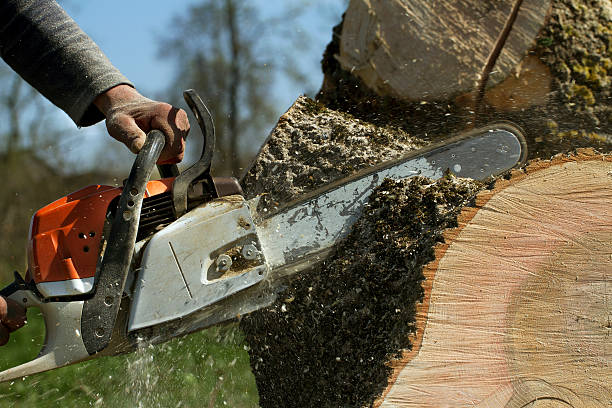 How Our Tree Care Process Works  in  Palos Hills, IL